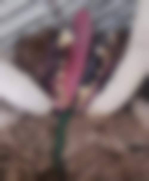 深圳广安康口腔门诊部地址在哪里